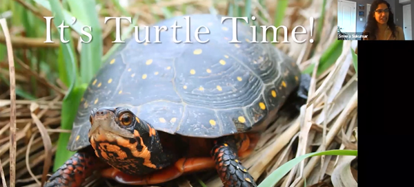 Turtle webinar intro