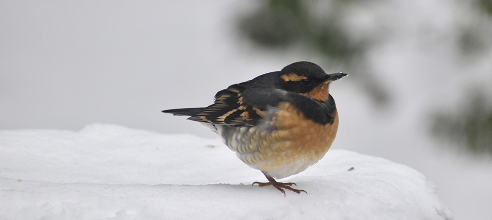 varied thrush
